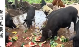 羊圈吃瓜爆料是真的吗,真相揭秘，是真是假？